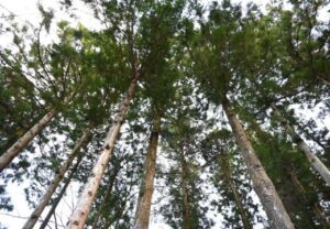 薬以外の花粉症対策と予防方法